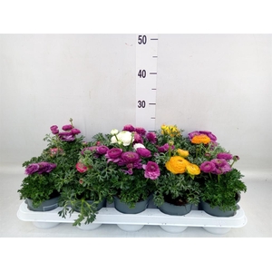 Ranunculus  'Sprinkles'