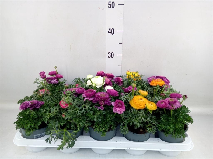 <h4>Ranunculus  'Sprinkles'</h4>