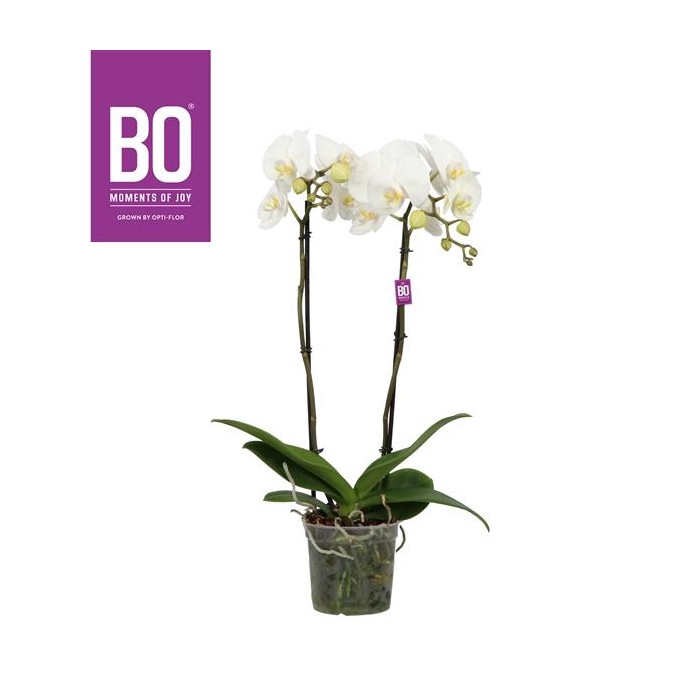 <h4>King P15 BO White 2 spike</h4>