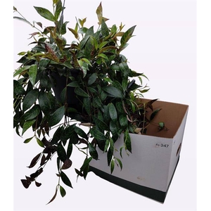 Aeschynanthus Marmoratus 19Ø 40cm