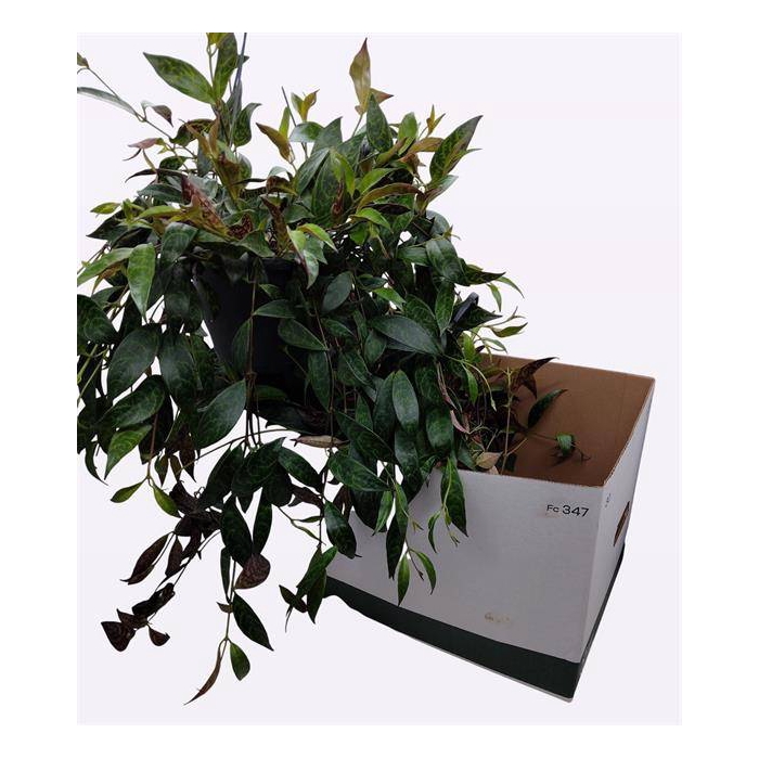 <h4>Aeschynanthus Marmoratus 19Ø 40cm</h4>