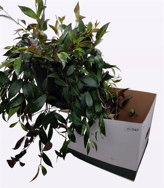 Aeschynanthus Marmoratus 19Ø 40cm