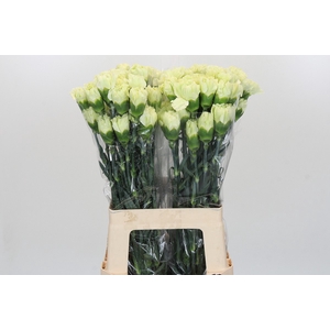 Dianthus St Lady Midori