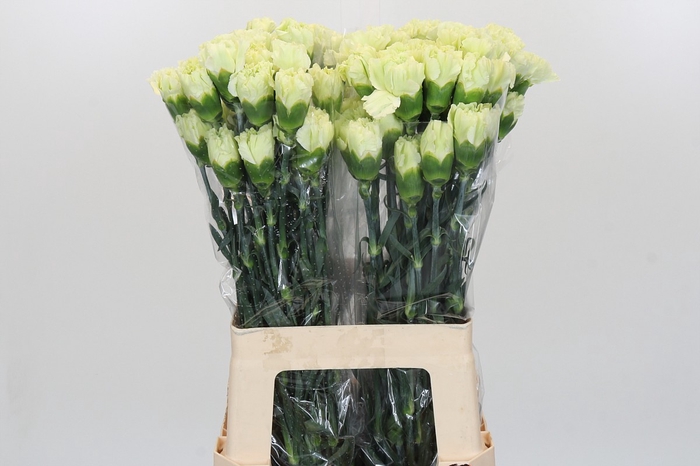 <h4>Dianthus St Lady Midori</h4>
