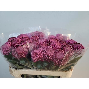 CHRYSANTHEMUM PL 'BIGOUDI PURPLE''