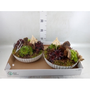 Arr.  Sempervivum L%