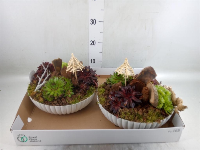 <h4>Arr.  Sempervivum L%</h4>