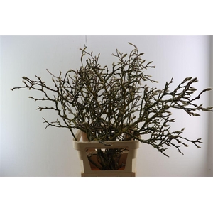 Magnolia Grandiflora Grillig 120cm P Stem X10