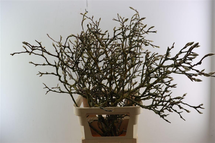 <h4>Magnolia Grandiflora Grillig 120cm P Stem X10</h4>