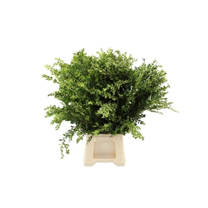 Buxus Lang Italie