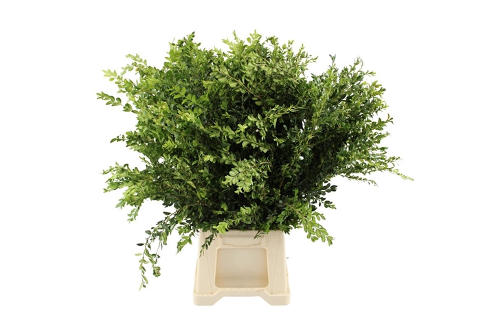 <h4>Buxus Lang Italie</h4>