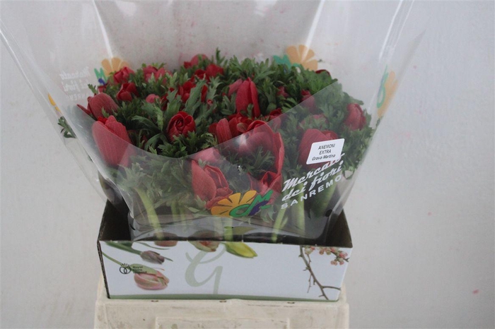 <h4>Anem Mistral Red</h4>