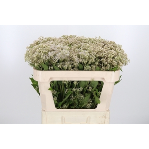 Eupatorium Wit