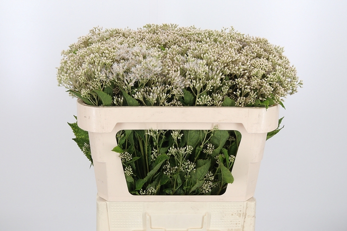 <h4>Eupatorium Wit</h4>