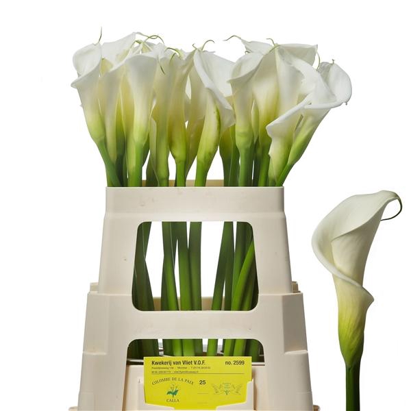 <h4>colombe a2 55cm</h4>