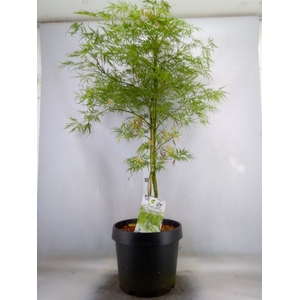 Acer palmatum 'Dissectum'