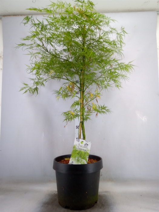 <h4>Acer palmatum 'Dissectum'</h4>
