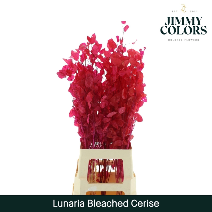 <h4>Lunaria Gebleekt Cerise</h4>