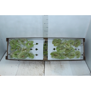 ANTHURIUM PISTACHE 9/11 035 CM DIAM MIN 9 CM VERDE