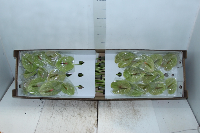 <h4>ANTHURIUM PISTACHE 9/11 035 CM DIAM MIN 9 CM VERDE</h4>
