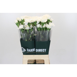 Dianthus St Moonlight