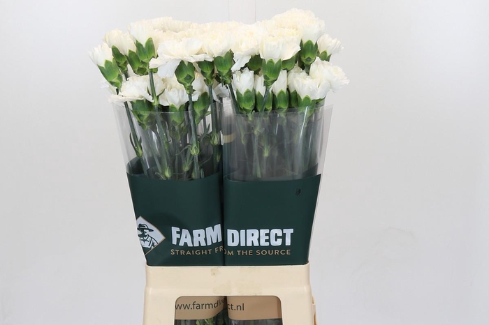 <h4>Dianthus St Moonlight</h4>