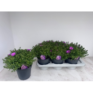ASTER D AL LIGH PINK