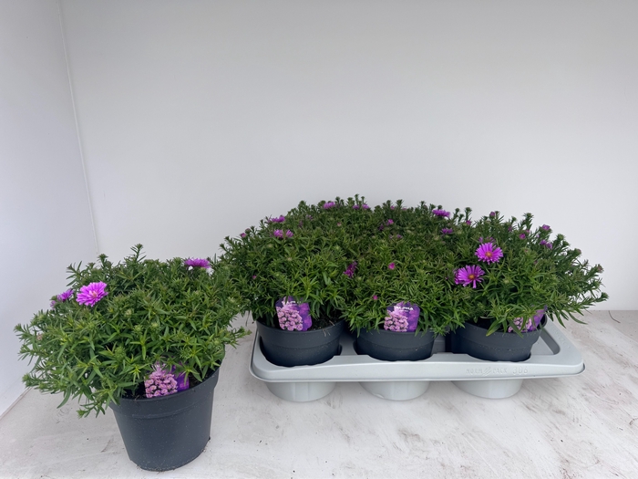 <h4>ASTER D AL LIGH PINK</h4>