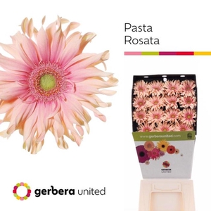 Gerbera diamond pasta rosata