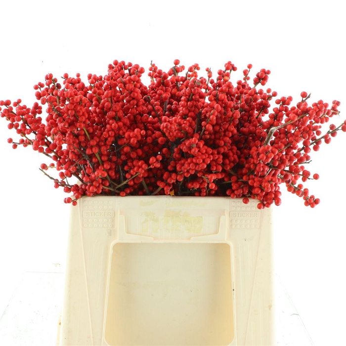 <h4>Ilex Ve Rode Bes</h4>