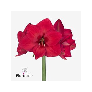 Hippeastrum pleasure