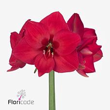 <h4>Hippeastrum pleasure</h4>