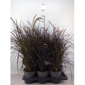 Pennisetum   ...