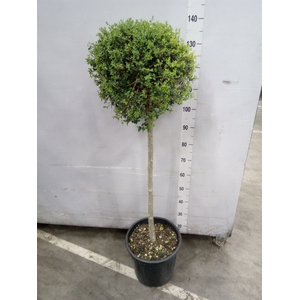 Ligustrum delavayanum