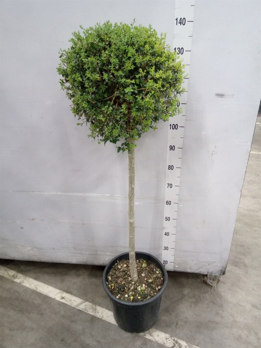 Ligustrum delavayanum