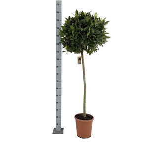 LAU NOBILIS