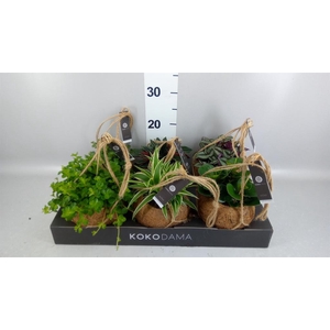 Planten Groen   ...mix  5
