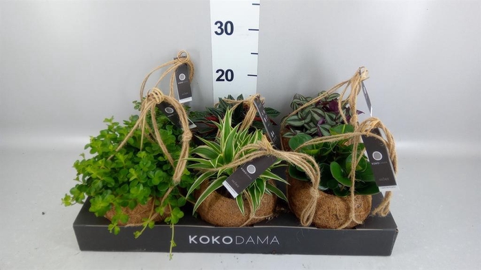 <h4>Planten Groen ...mix 5</h4>