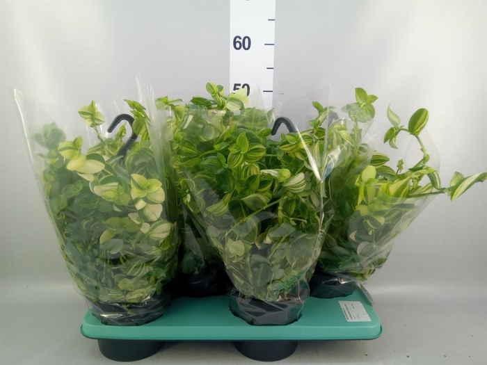 <h4>Tradescantia  'Yellow Hill'</h4>