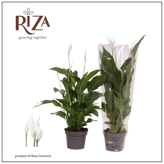 <h4>Spathiphyllum Strauss - 13 cm</h4>