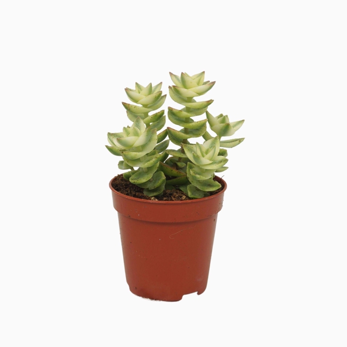 <h4>Crassula perforata</h4>
