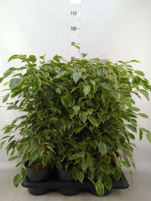 <h4>Ficus benja. 'Golden King'</h4>