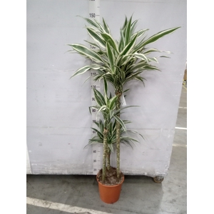 Dracaena fr de 'White Stripe'