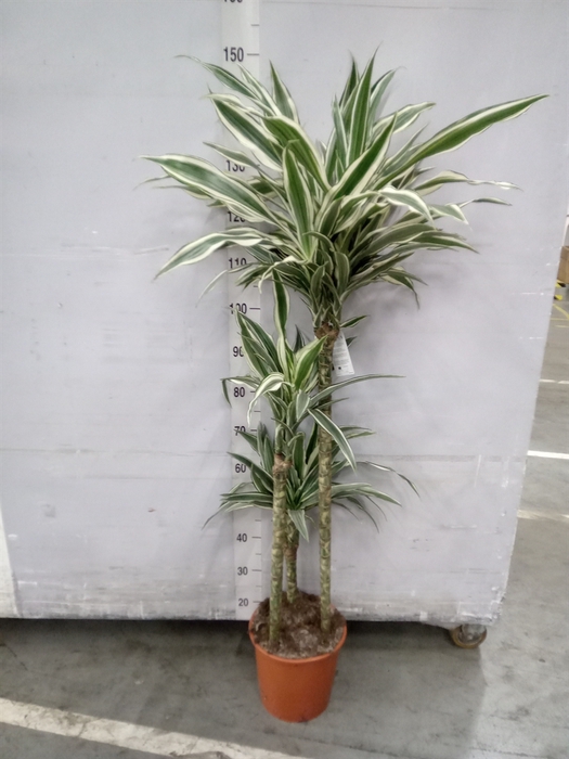 <h4>Dracaena fr de 'White Stripe'</h4>