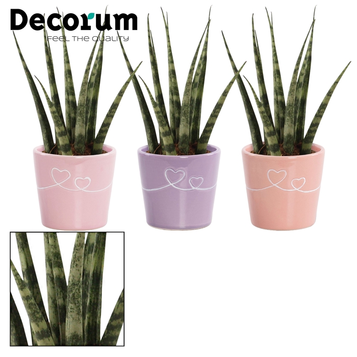 Sansevieria Fernwood 6 cm in Romy (Party Love-collection)