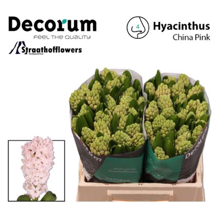 HYAC CHINA PINK A-STANDAARD