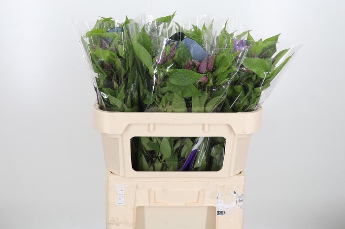 <h4>Clem Amazing London</h4>