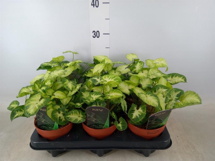 <h4>Syngonium  'Pixie'</h4>