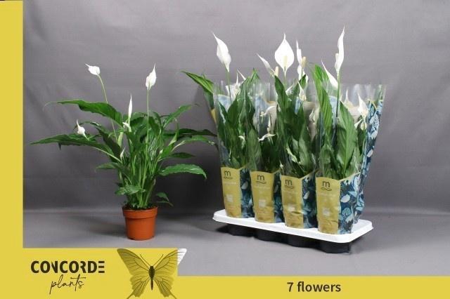 <h4>SPATH SWEET CHICO</h4>