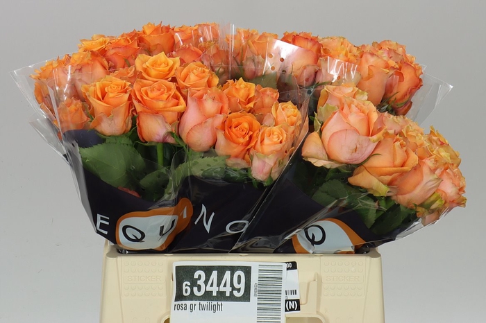 <h4>Rosa Gr Twilight</h4>
